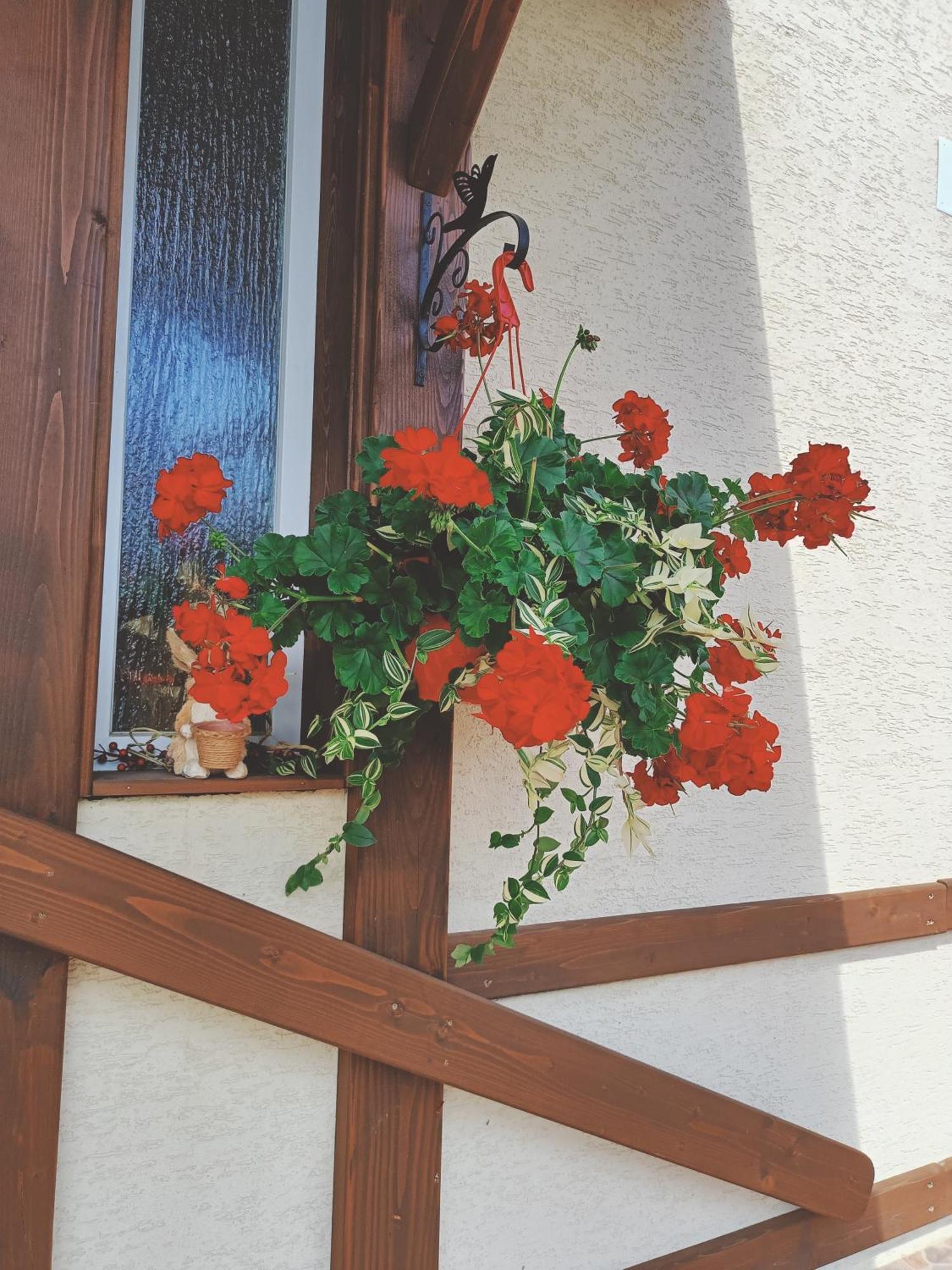 Residence Rooms Bucovina Moldvahosszúmező Kültér fotó